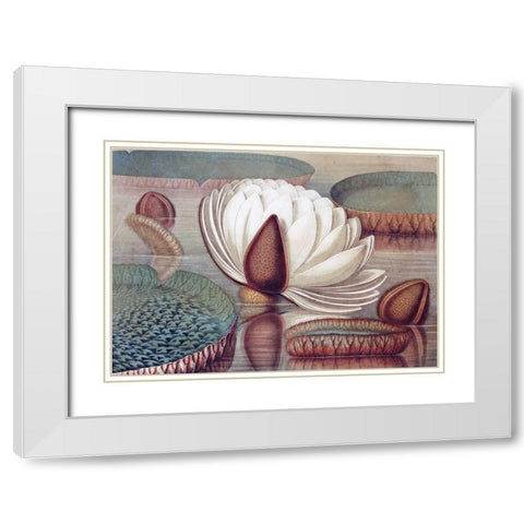 The Great Water Lily of America - Opening Flower White Modern Wood Framed Art Print with Double Matting by Sharp, William