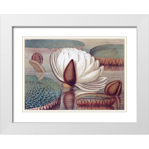 The Great Water Lily of America - Opening Flower White Modern Wood Framed Art Print with Double Matting by Sharp, William