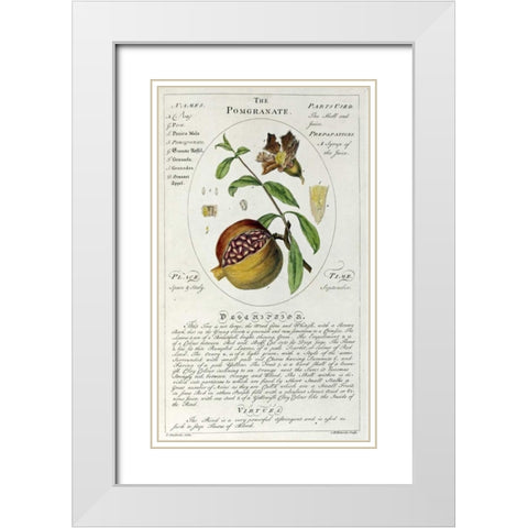 The Pomegranate White Modern Wood Framed Art Print with Double Matting by Sheldrake, Timothy