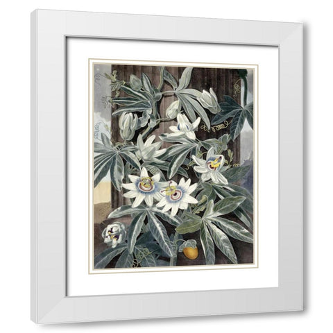 Passion Flowers White Modern Wood Framed Art Print with Double Matting by Thornton, Robert John
