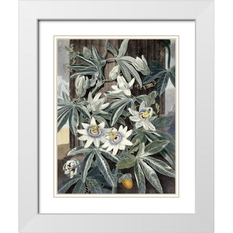 Passion Flowers White Modern Wood Framed Art Print with Double Matting by Thornton, Robert John