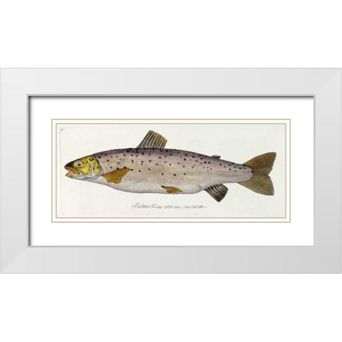 Salmon Engraving White Modern Wood Framed Art Print with Double Matting by Von Meidinger, Baron Carl