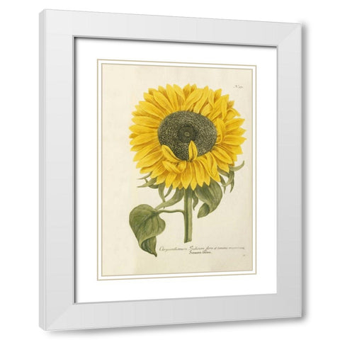 Sun Flower White Modern Wood Framed Art Print with Double Matting by Weinmann, Johann Wilhem