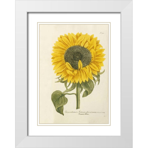 Sun Flower White Modern Wood Framed Art Print with Double Matting by Weinmann, Johann Wilhem