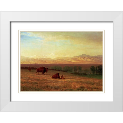 Buffalo on The Plains White Modern Wood Framed Art Print with Double Matting by Bierstadt, Albert