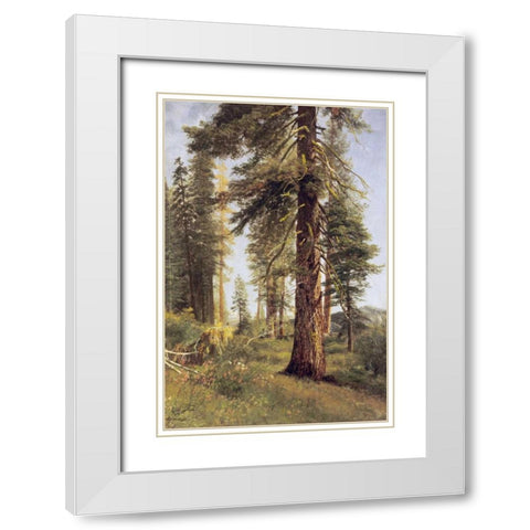 California Redwoods White Modern Wood Framed Art Print with Double Matting by Bierstadt, Albert