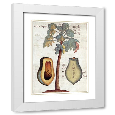 Papaya Tree White Modern Wood Framed Art Print with Double Matting by Boym, Michael