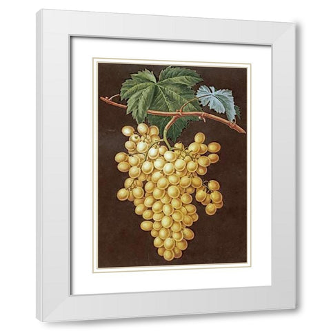 Alexandria Grapes White Modern Wood Framed Art Print with Double Matting by Brookshaw, George