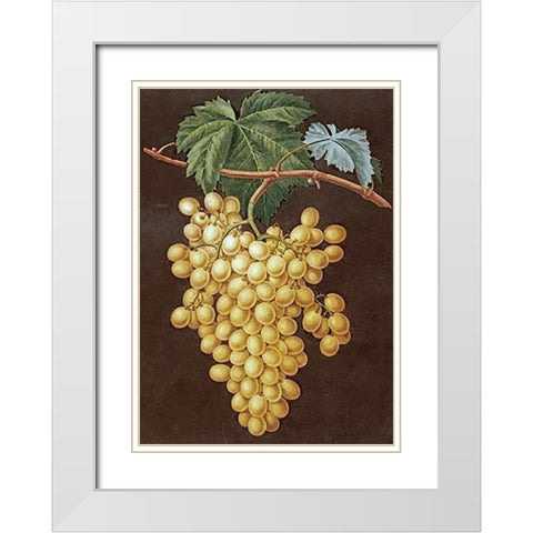 Alexandria Grapes White Modern Wood Framed Art Print with Double Matting by Brookshaw, George