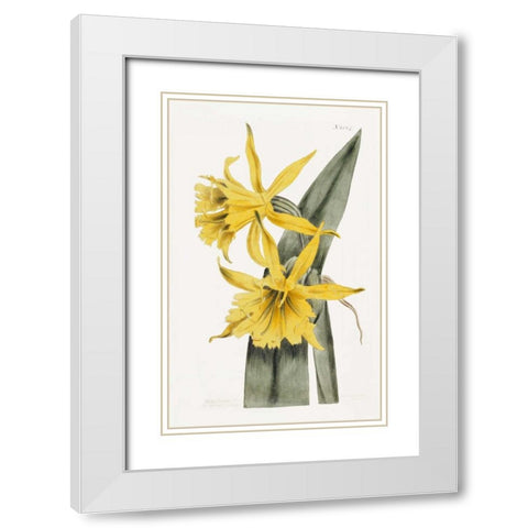 Narcissi White Modern Wood Framed Art Print with Double Matting by Curtis, William