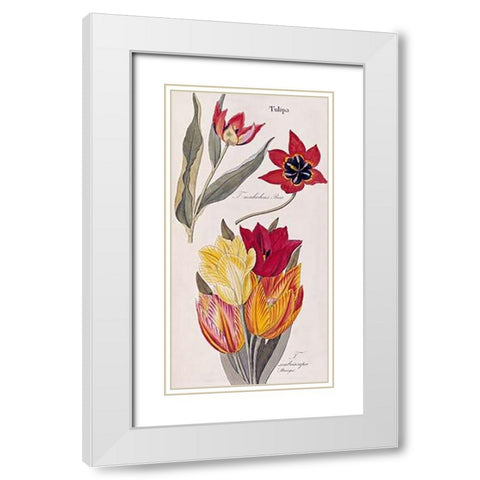 Tulips - Flora Universalis White Modern Wood Framed Art Print with Double Matting by Dietrich, David Nathaniel