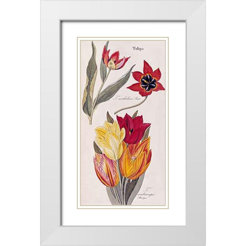 Tulips - Flora Universalis White Modern Wood Framed Art Print with Double Matting by Dietrich, David Nathaniel