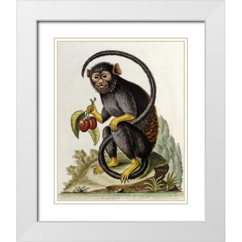 A Little Black Monkey White Modern Wood Framed Art Print with Double Matting by Edwards, George