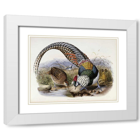 Family of Pheasants White Modern Wood Framed Art Print with Double Matting by Elliot, Daniel Giraud