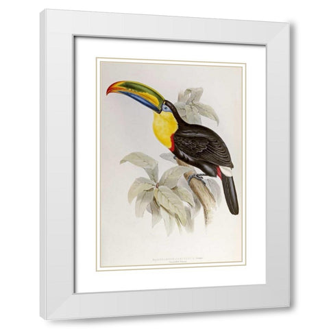 Family of Toucans White Modern Wood Framed Art Print with Double Matting by Glover, John