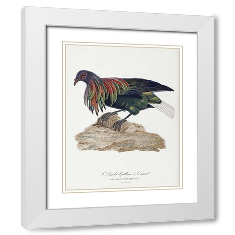 Columba Nicobarica White Modern Wood Framed Art Print with Double Matting by Knip, Antoinette Pauline Jacqueline