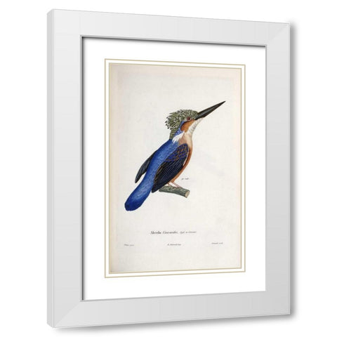 Malagasy Kingfisher White Modern Wood Framed Art Print with Double Matting by LaPlace, Cyrille Pierre Theodore