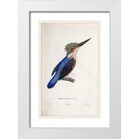 Malagasy Kingfisher White Modern Wood Framed Art Print with Double Matting by LaPlace, Cyrille Pierre Theodore