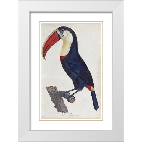 Toucan White Modern Wood Framed Art Print with Double Matting by Levaillant, Francois