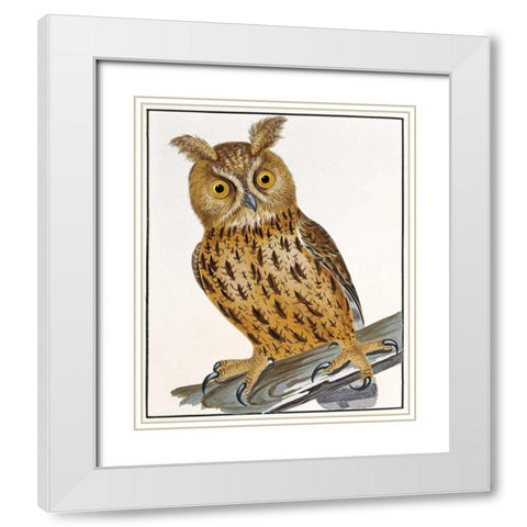 Owl White Modern Wood Framed Art Print with Double Matting by Lewin, William