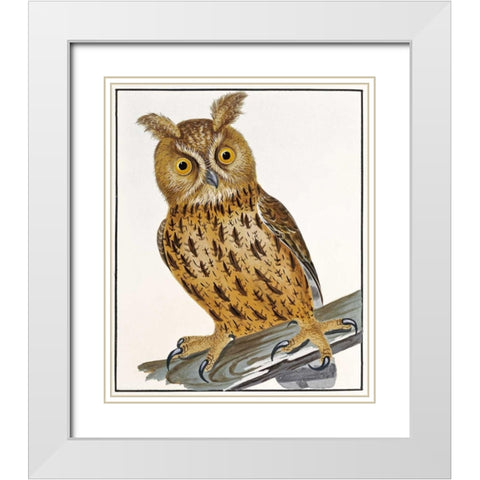 Owl White Modern Wood Framed Art Print with Double Matting by Lewin, William