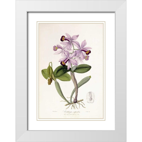 Cattleya Superba Orchid White Modern Wood Framed Art Print with Double Matting by Lindley, John