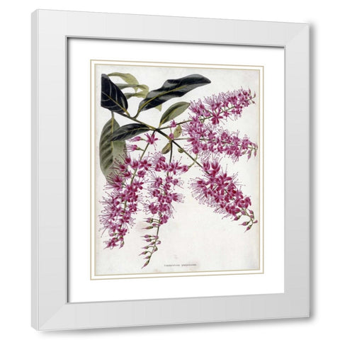 Combretum Purpureum White Modern Wood Framed Art Print with Double Matting by Loddiges, Conrad