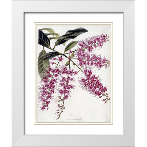Combretum Purpureum White Modern Wood Framed Art Print with Double Matting by Loddiges, Conrad