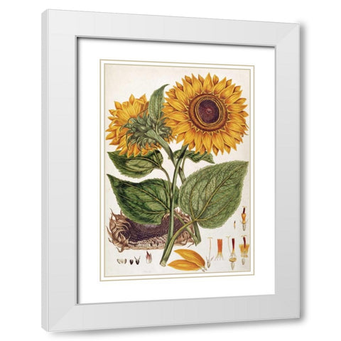 Sunflower White Modern Wood Framed Art Print with Double Matting by Miller, John