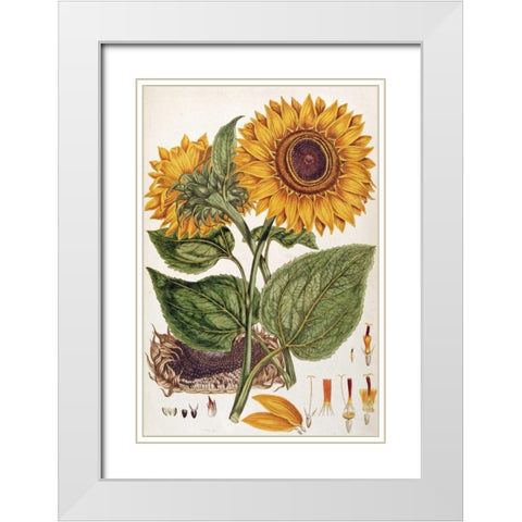 Sunflower White Modern Wood Framed Art Print with Double Matting by Miller, John