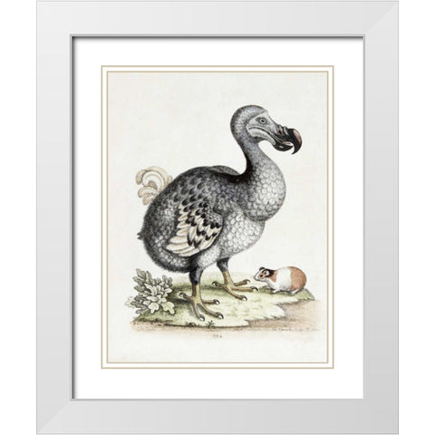 The Dodo White Modern Wood Framed Art Print with Double Matting by Nodder, Frederick P.