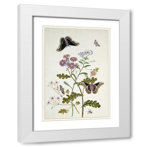 Convolvulus and Chrysanthemum White Modern Wood Framed Art Print with Double Matting by Robins, Thomas Jr.