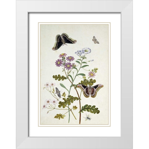 Convolvulus and Chrysanthemum White Modern Wood Framed Art Print with Double Matting by Robins, Thomas Jr.