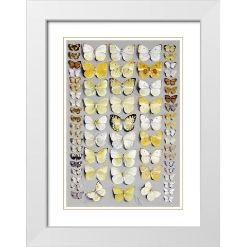 Sixty-Seven Lepidoptera White Modern Wood Framed Art Print with Double Matting by Rowan, Marian Ellis