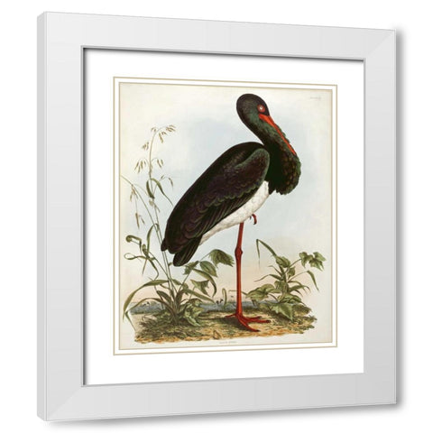 Black Stork White Modern Wood Framed Art Print with Double Matting by Selby, John Prideaux