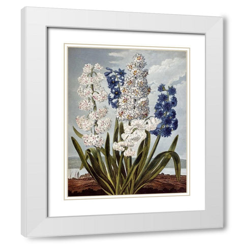 Hyacynths White Modern Wood Framed Art Print with Double Matting by Thornton, Robert John