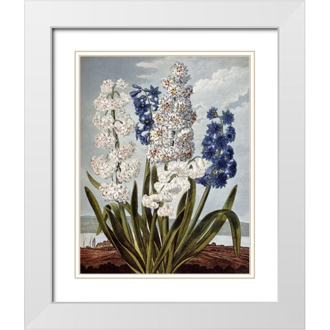 Hyacynths White Modern Wood Framed Art Print with Double Matting by Thornton, Robert John
