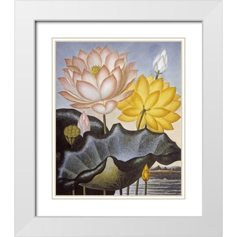 Sacred Egyptian Bean White Modern Wood Framed Art Print with Double Matting by Thornton, Robert John