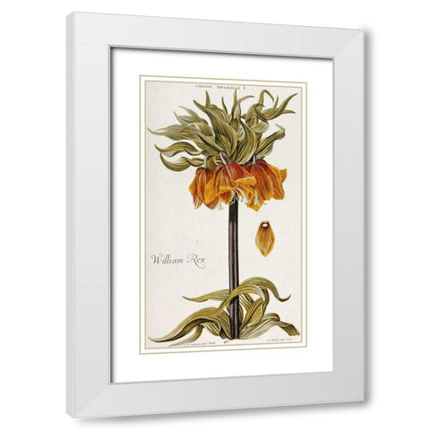 Corona Imperialis White Modern Wood Framed Art Print with Double Matting by Trew, Christoph Jacob
