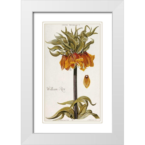 Corona Imperialis White Modern Wood Framed Art Print with Double Matting by Trew, Christoph Jacob