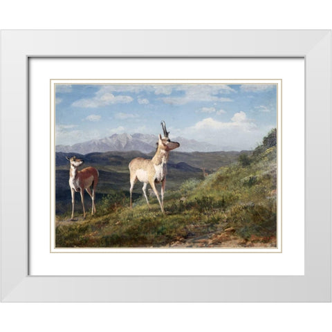 Antelope White Modern Wood Framed Art Print with Double Matting by Bierstadt, Albert
