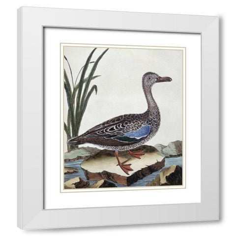 Sarcelle - Duck De Cayenne White Modern Wood Framed Art Print with Double Matting by Buffon, Georges-Louis Leclerc