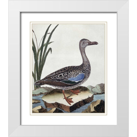 Sarcelle - Duck De Cayenne White Modern Wood Framed Art Print with Double Matting by Buffon, Georges-Louis Leclerc