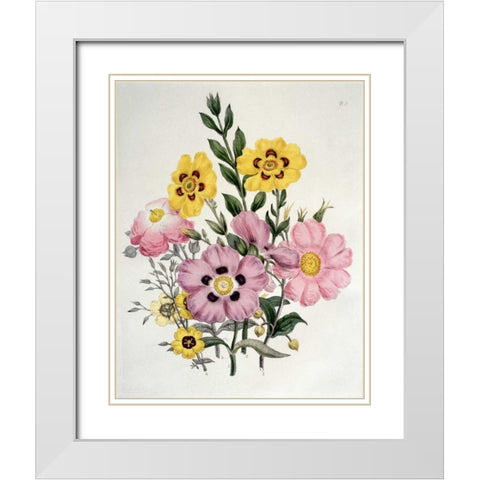Yellow and Pink Mixed Flowers. Cistus White Modern Wood Framed Art Print with Double Matting by Burne-Jones, Sir Edward