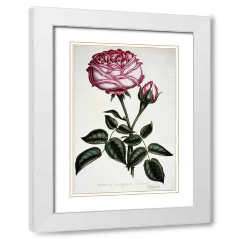 Hybrid, Perpetual, La Reine White Modern Wood Framed Art Print with Double Matting by Curtis, Henry