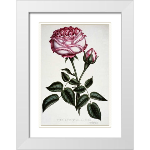 Hybrid, Perpetual, La Reine White Modern Wood Framed Art Print with Double Matting by Curtis, Henry