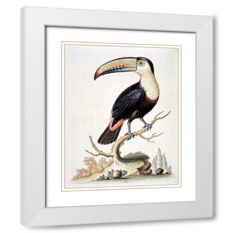 Le Toucan White Modern Wood Framed Art Print with Double Matting by Edwards, George