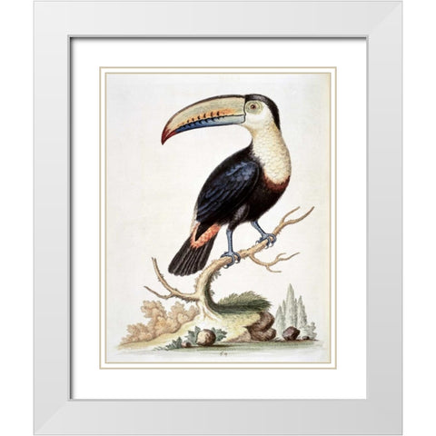 Le Toucan White Modern Wood Framed Art Print with Double Matting by Edwards, George