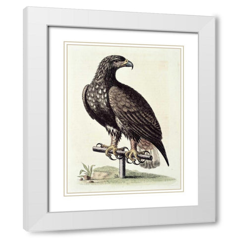 White-Tailed Eagle From Hudsons Bay White Modern Wood Framed Art Print with Double Matting by Edwards, George