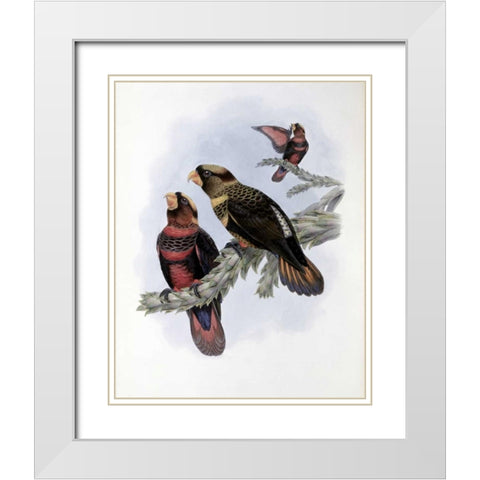 Banded Lory White Modern Wood Framed Art Print with Double Matting by Glover, John